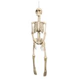 Raumdeko Skelett "George" 92 cm 