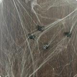 Spinnengewebe mit 6 Spinnen 20g