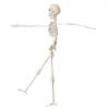 Raumdeko Skelett zum Aufhängen 40 cm